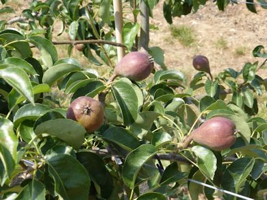 Sweet Sensation Pears